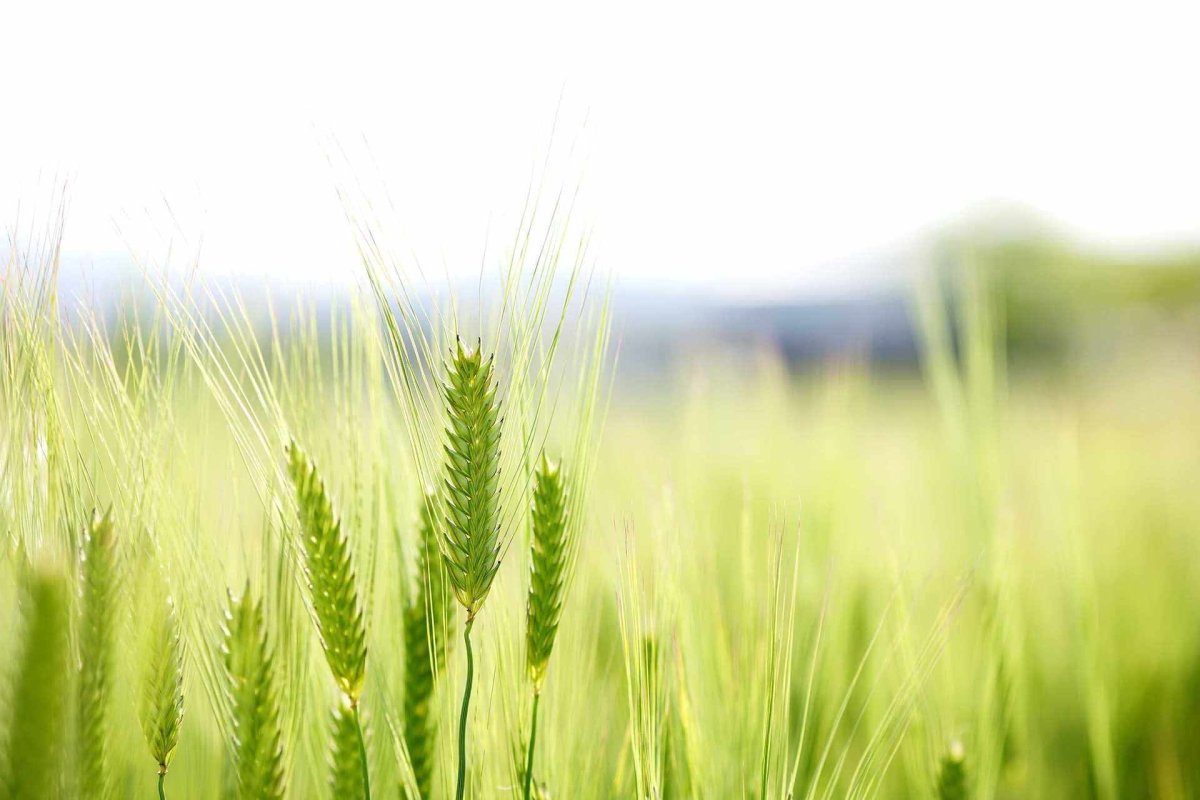 Зеленый колосок пшеницы