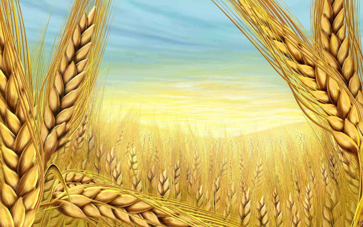 Фон для презентации сельское хозяйство