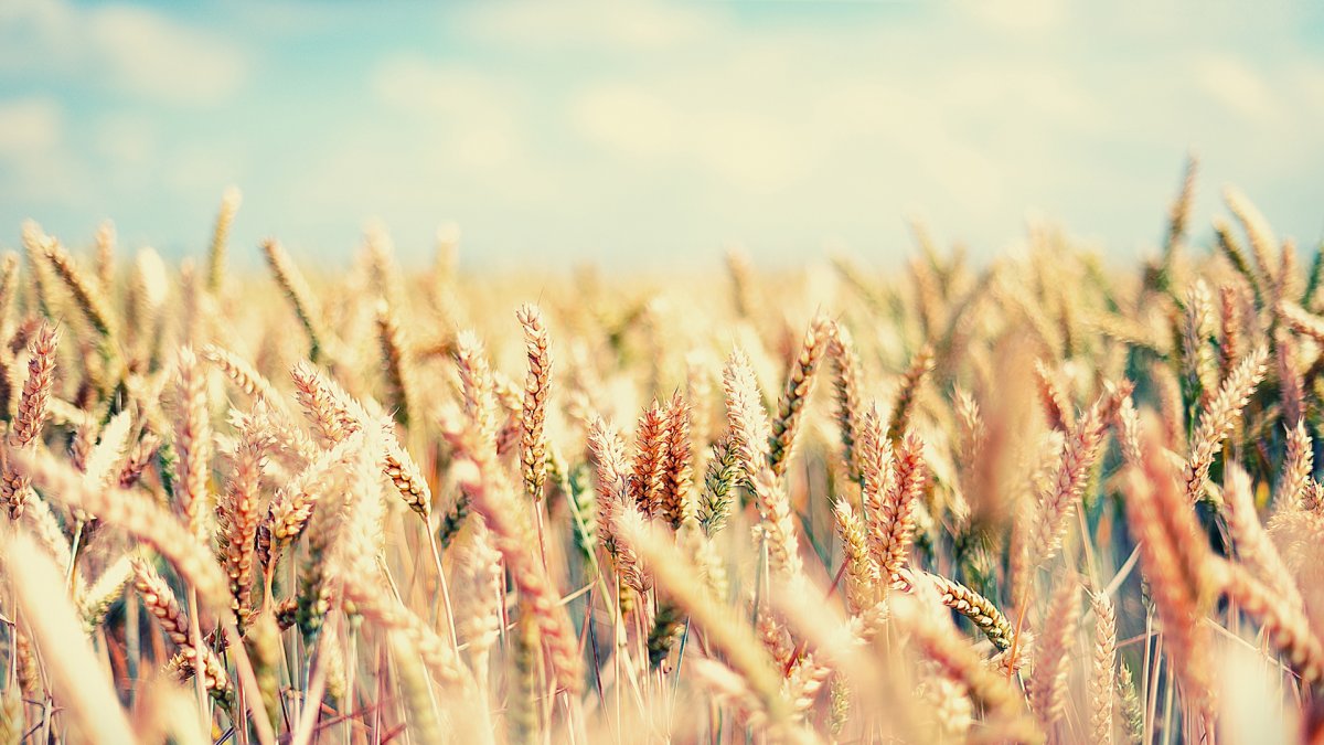 Фон колосья