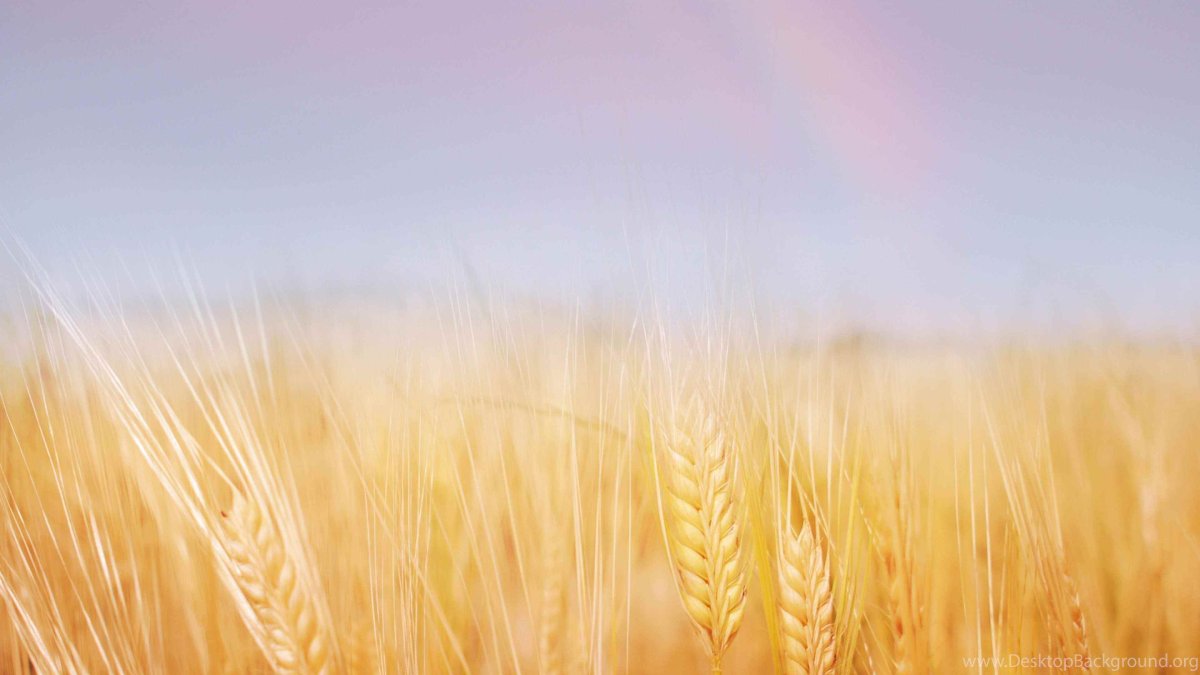 Экономика сельского хозяйства