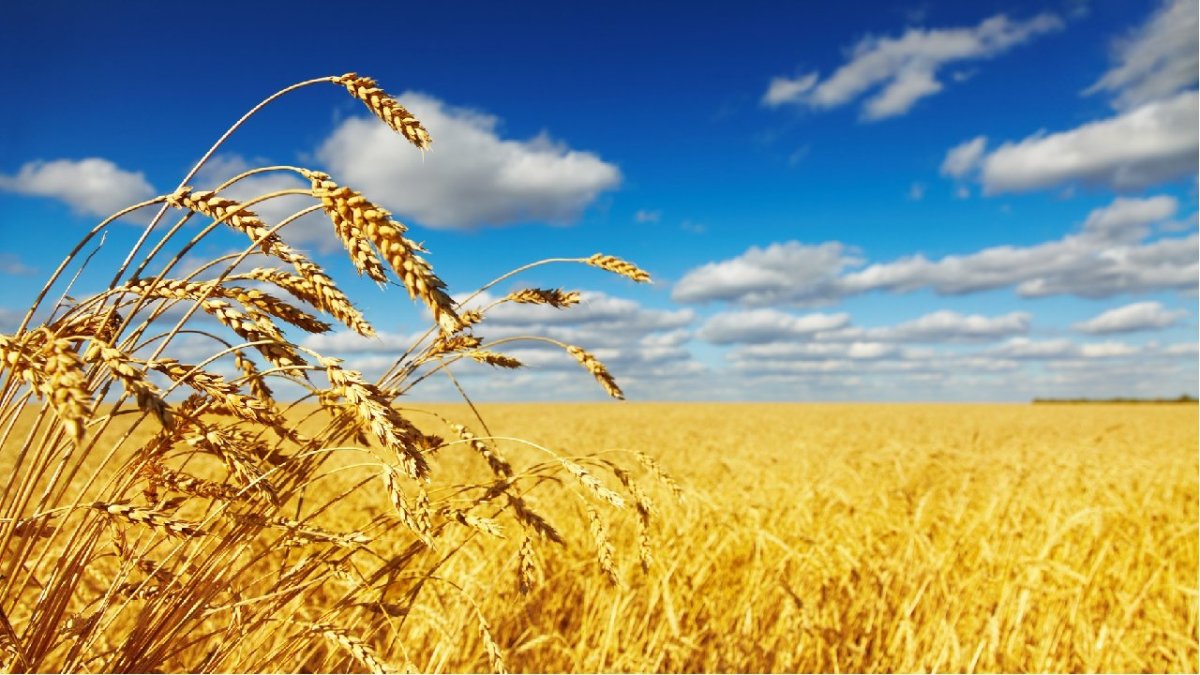 Колосья пшеницы