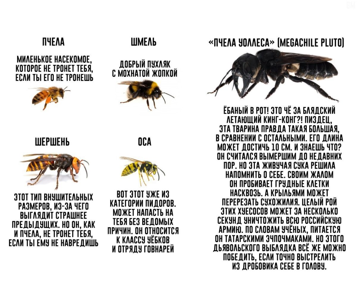 Пчела Шершень Оса Шмель бро не бро