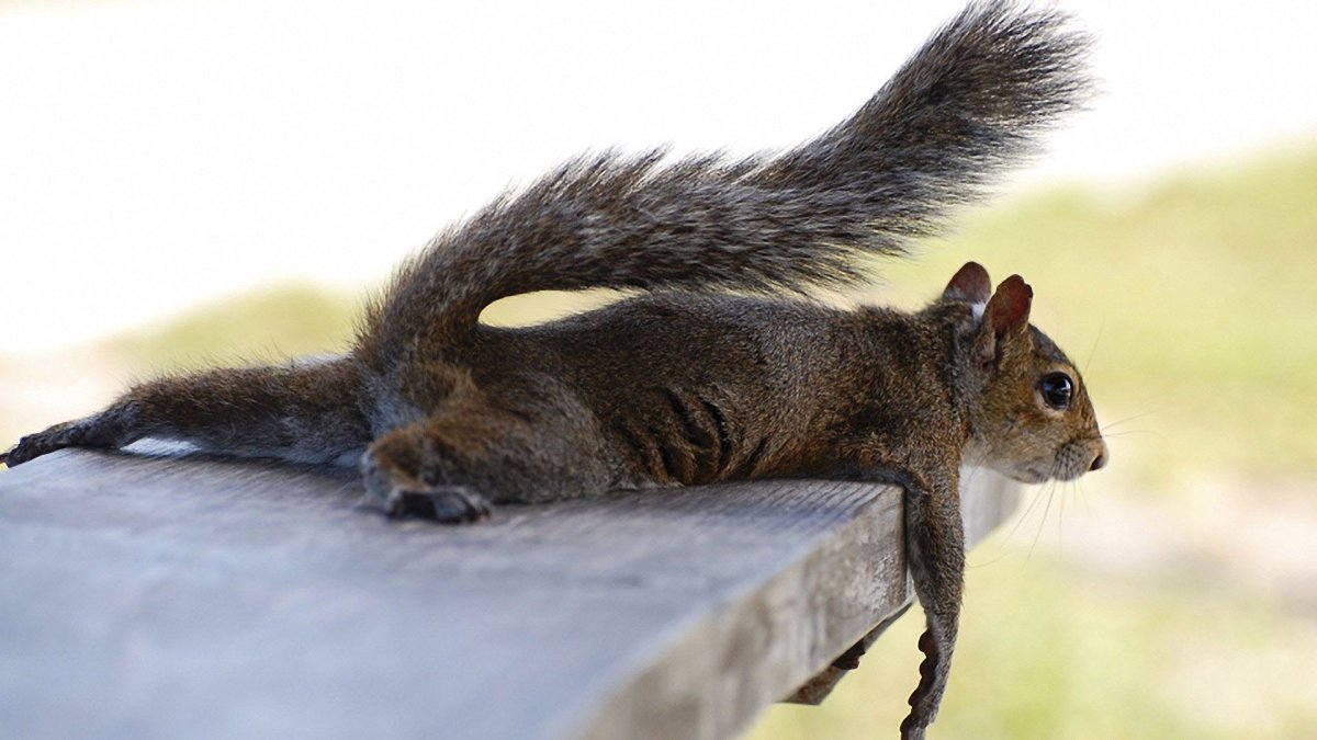 Ползи в направлении мечты