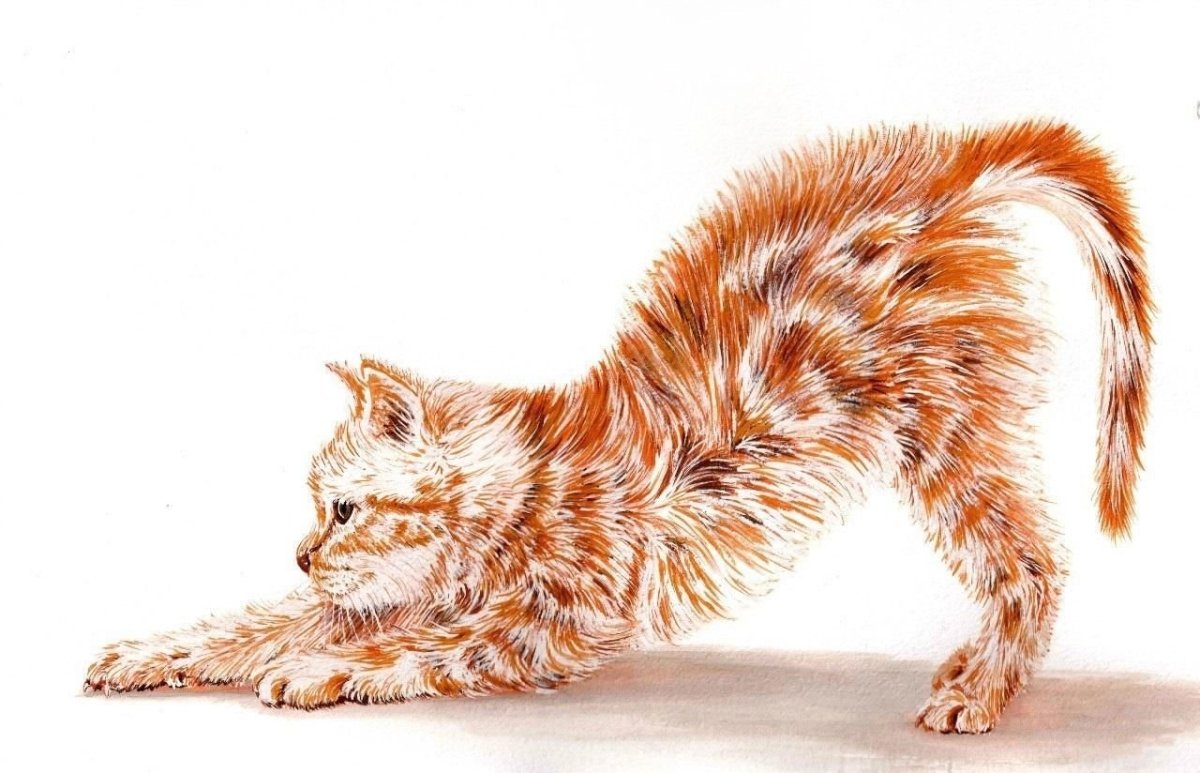 Рыжий кот рисунок