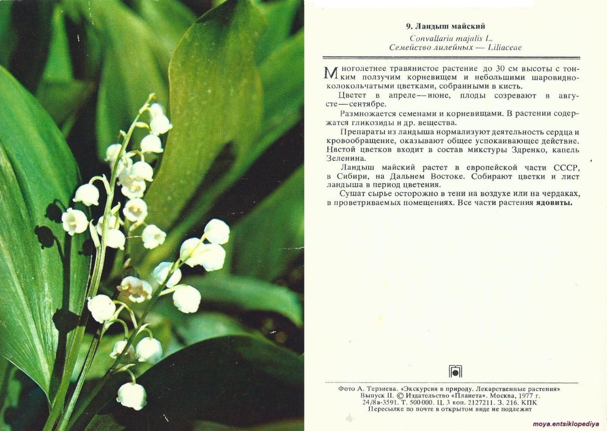 Ландыш Майский ланцетный лист