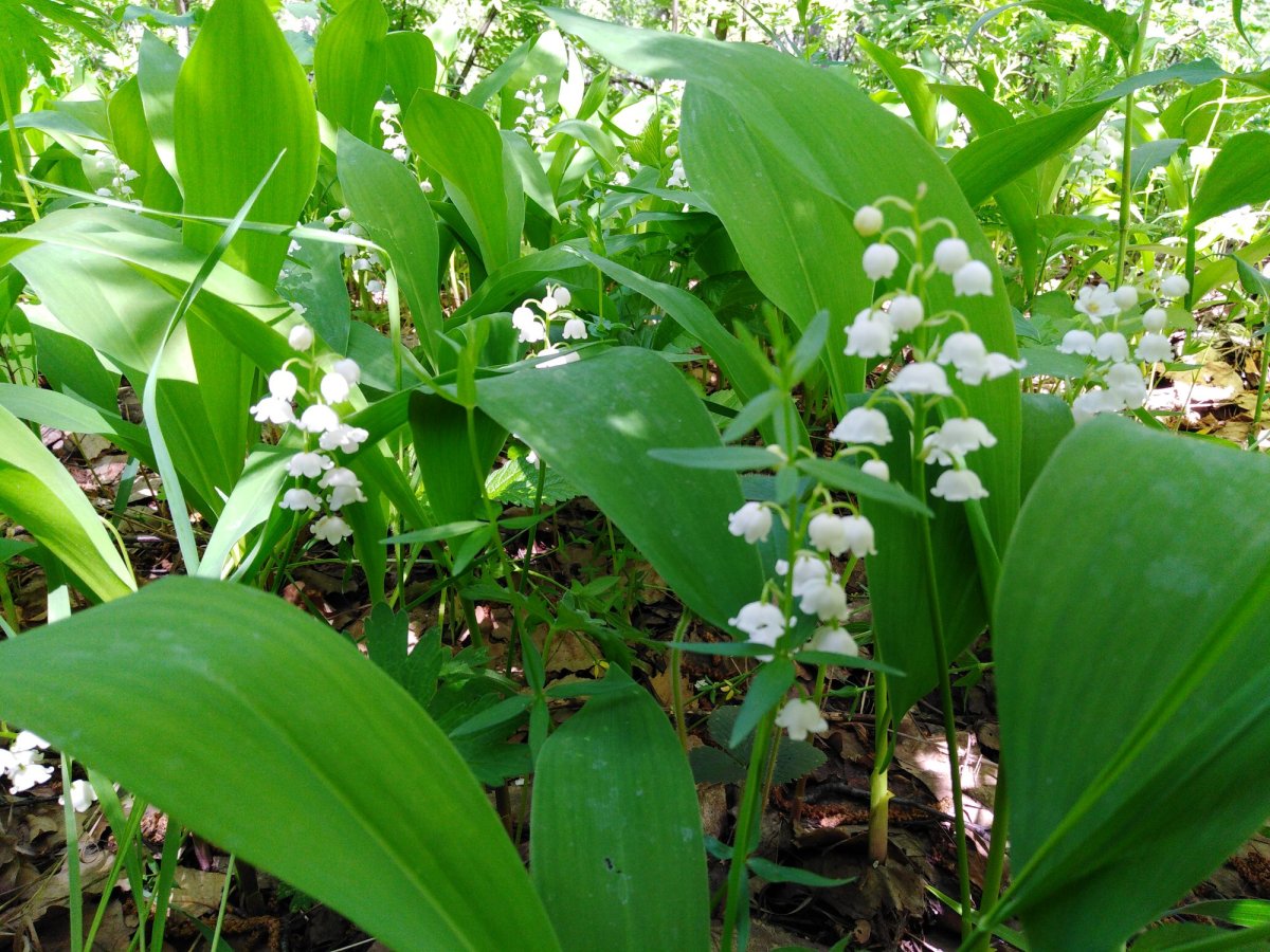 Convallaria Majalis Albostriata