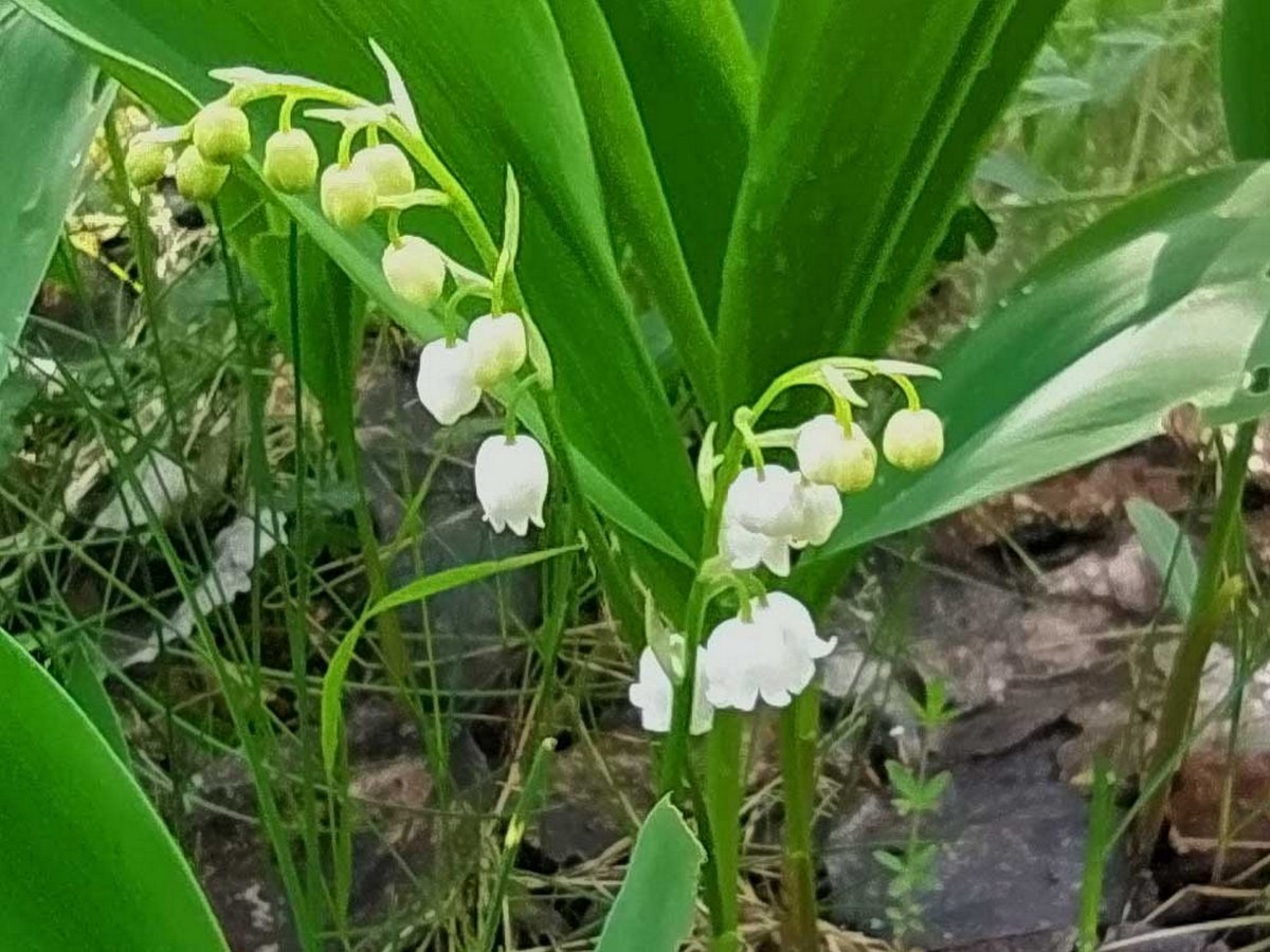 Ландыш Майский обыкновенный