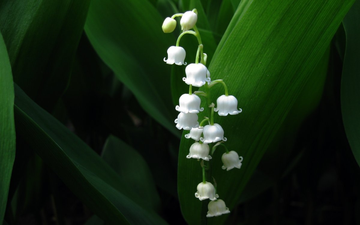 Ландыш горный Convallaria Montana