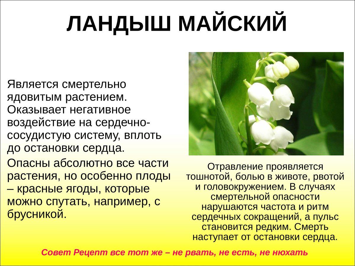 Ландыш горный Convallaria Montana