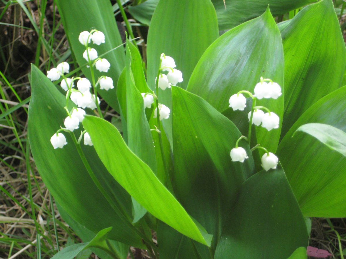 Ландыш Майский ядовитый