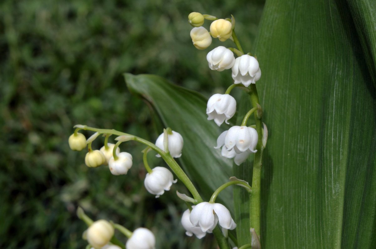 Розовые цветы похожие на Ландыши