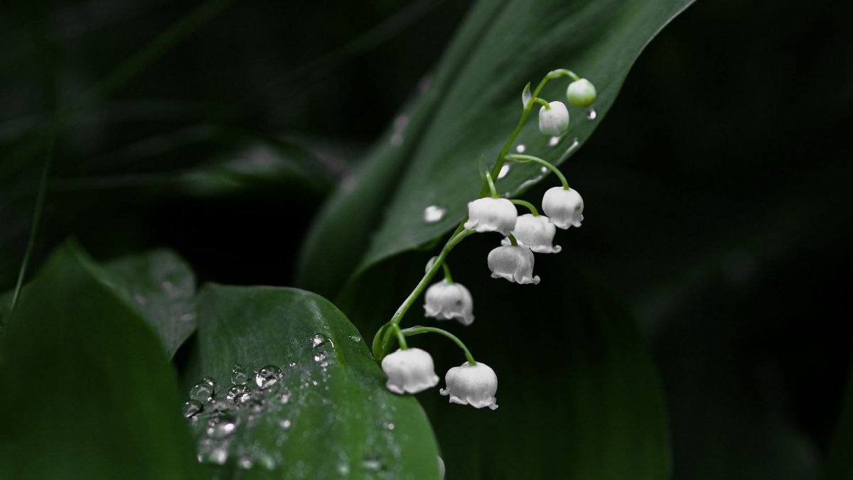 Дикий Ландыш купена