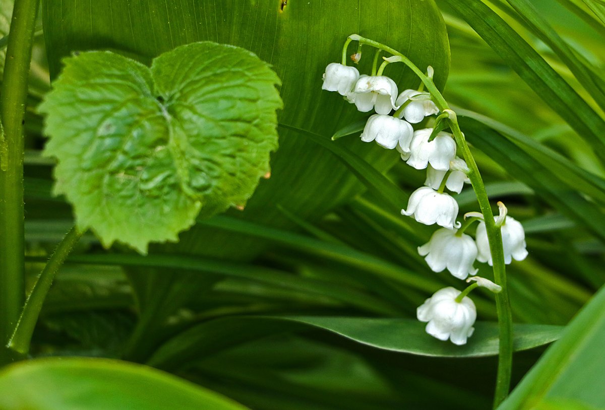 Ландыш Лесной