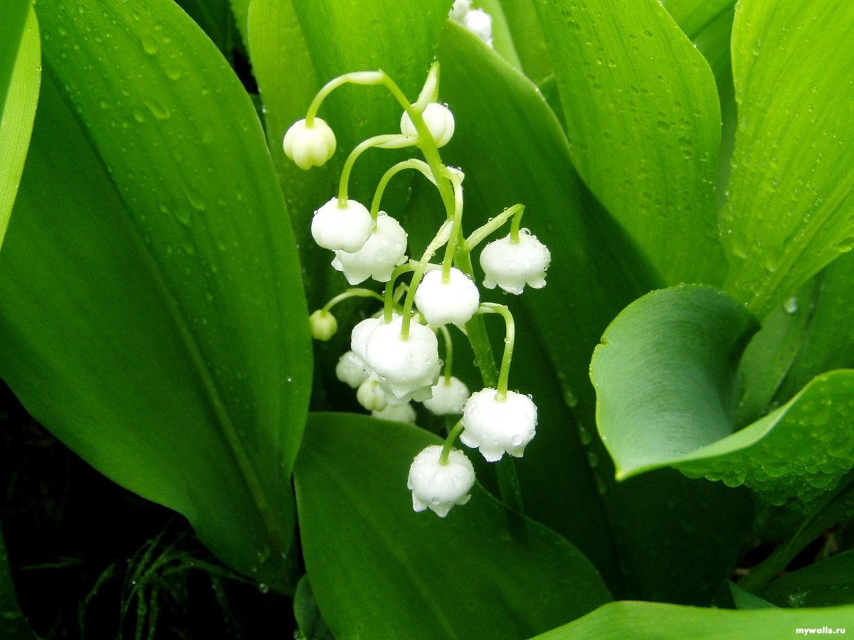 Ландыш Майский (Convallaria Majalis l.)