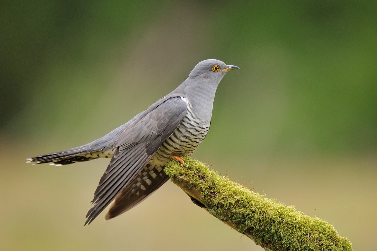 Обыкновенная Кукушка
