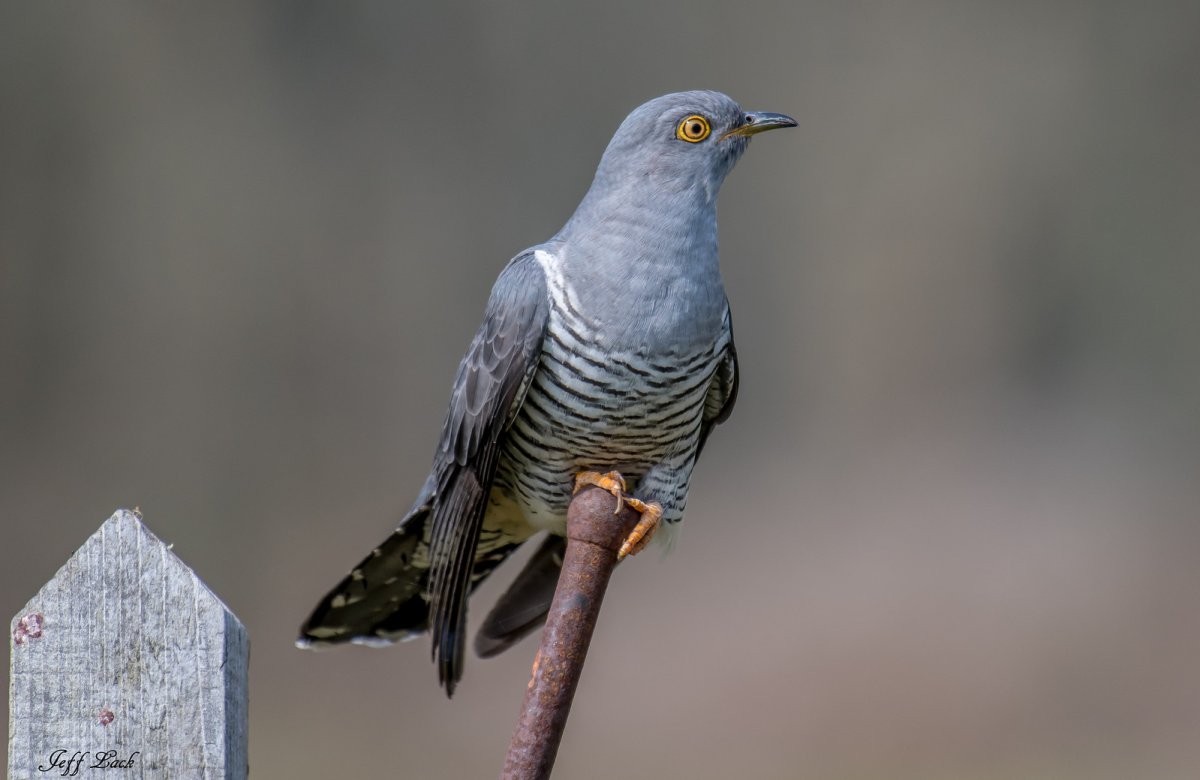 Ширококрылая Кукушка