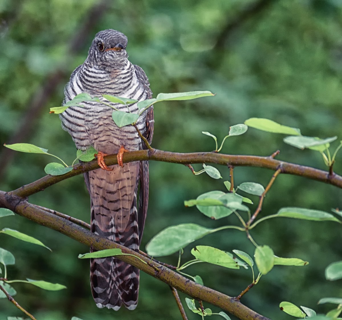 Кукушка Cuculus canorus