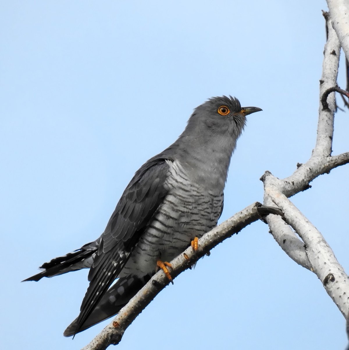 9. Кукушка обыкновенная (Cuculus canorus)
