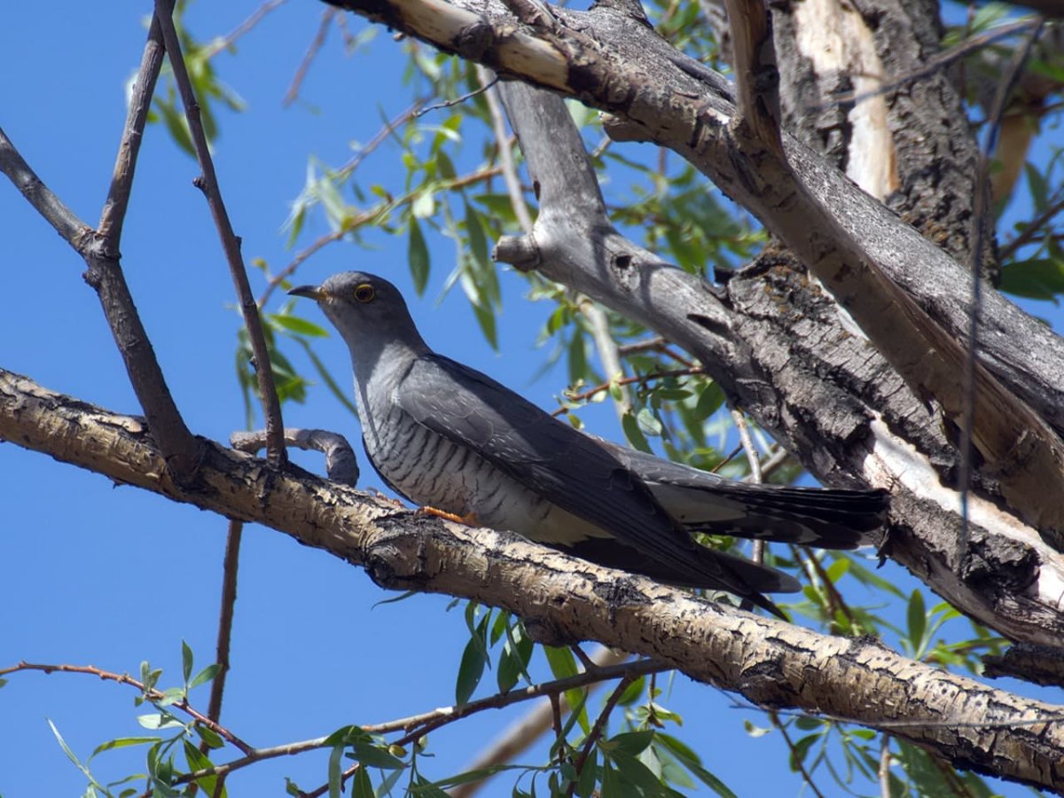 Красивая Кукушка