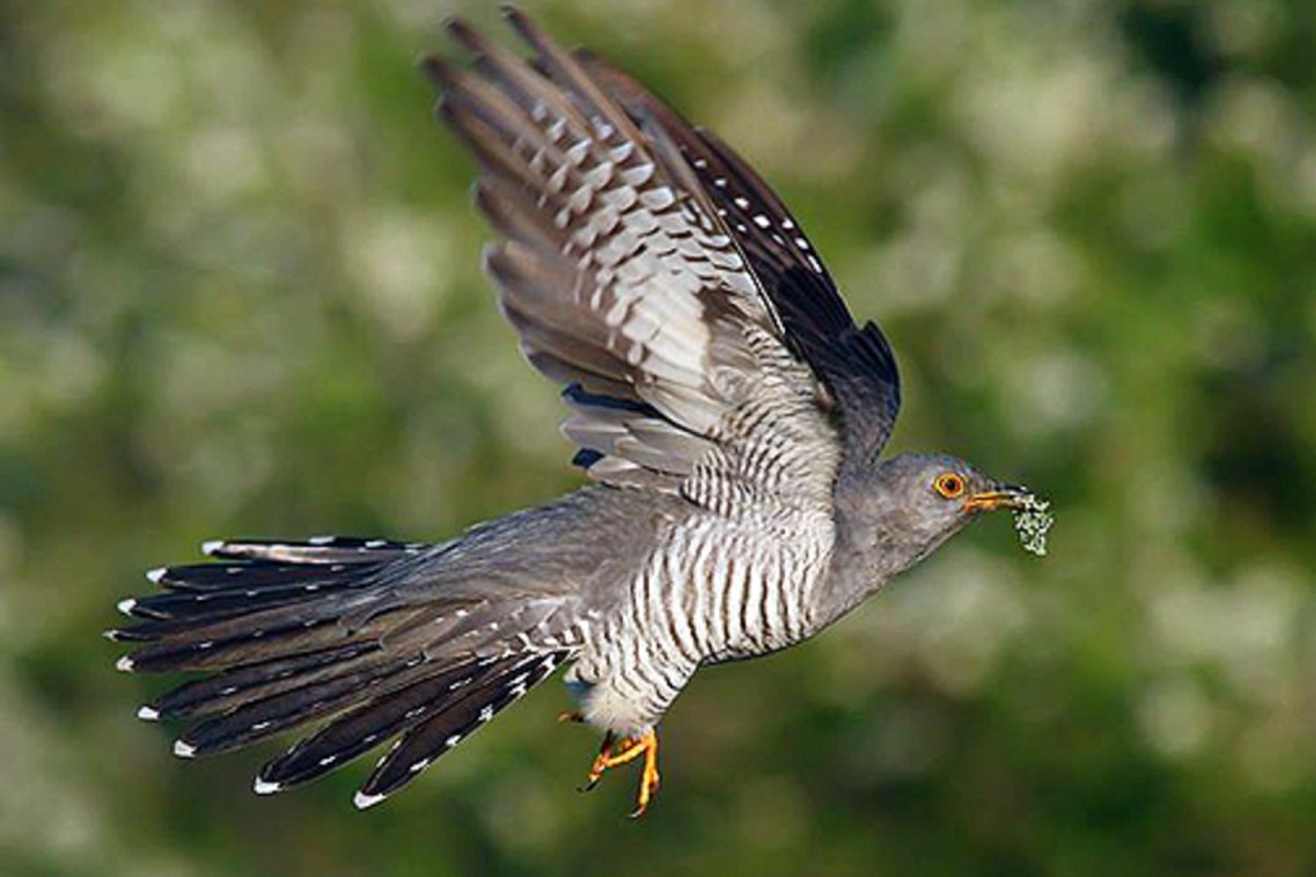 Кукушка ест насекомых