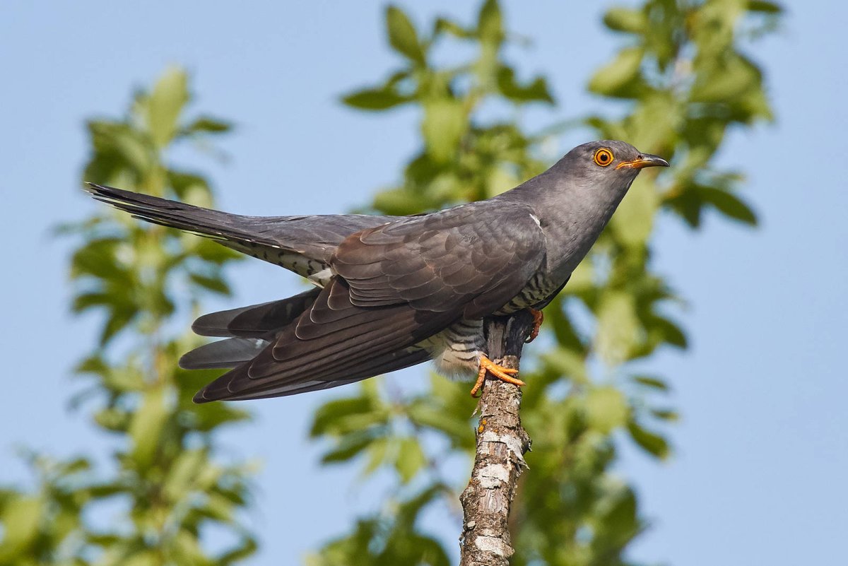 Кукушка птица