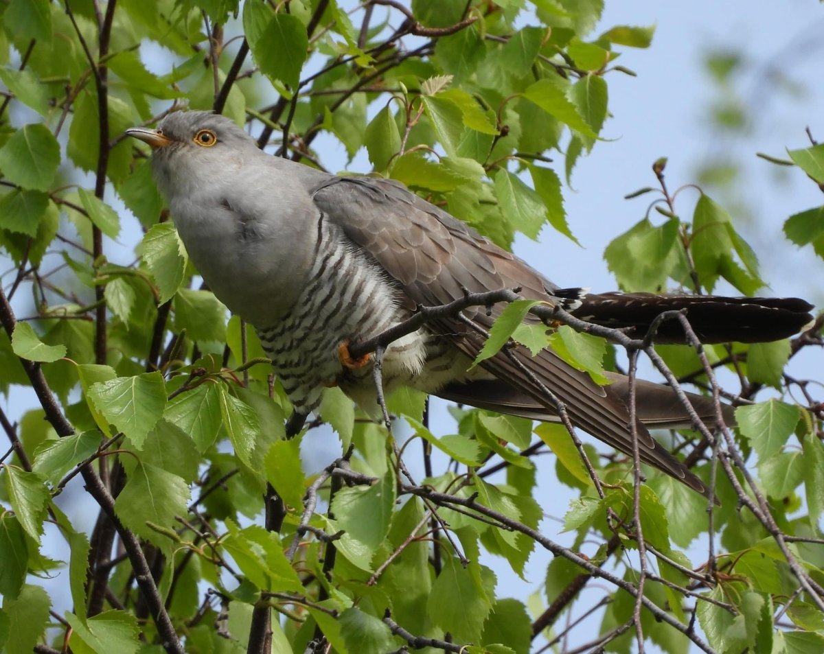 Кукушка и вяхирь
