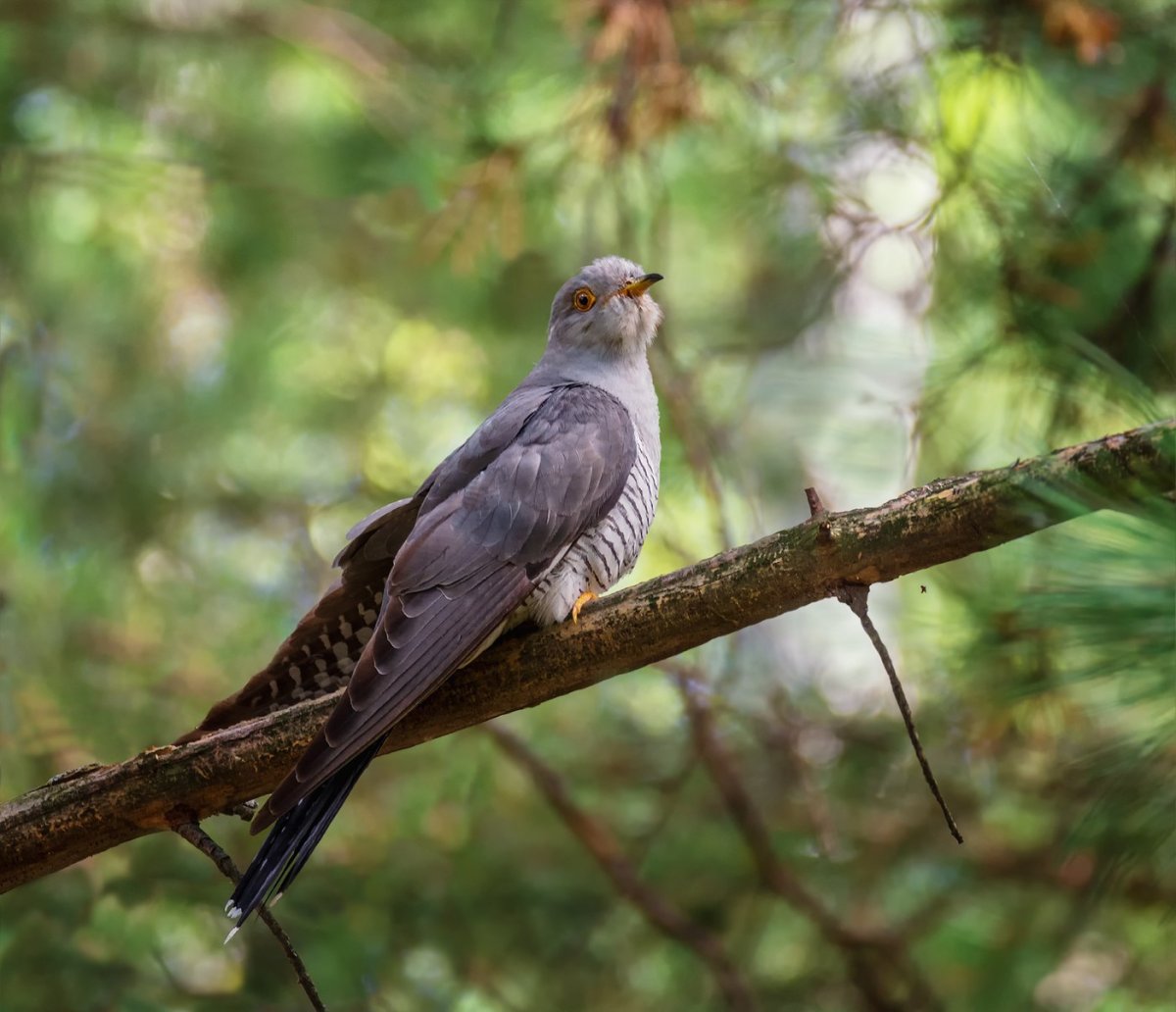 Малая Кукушка