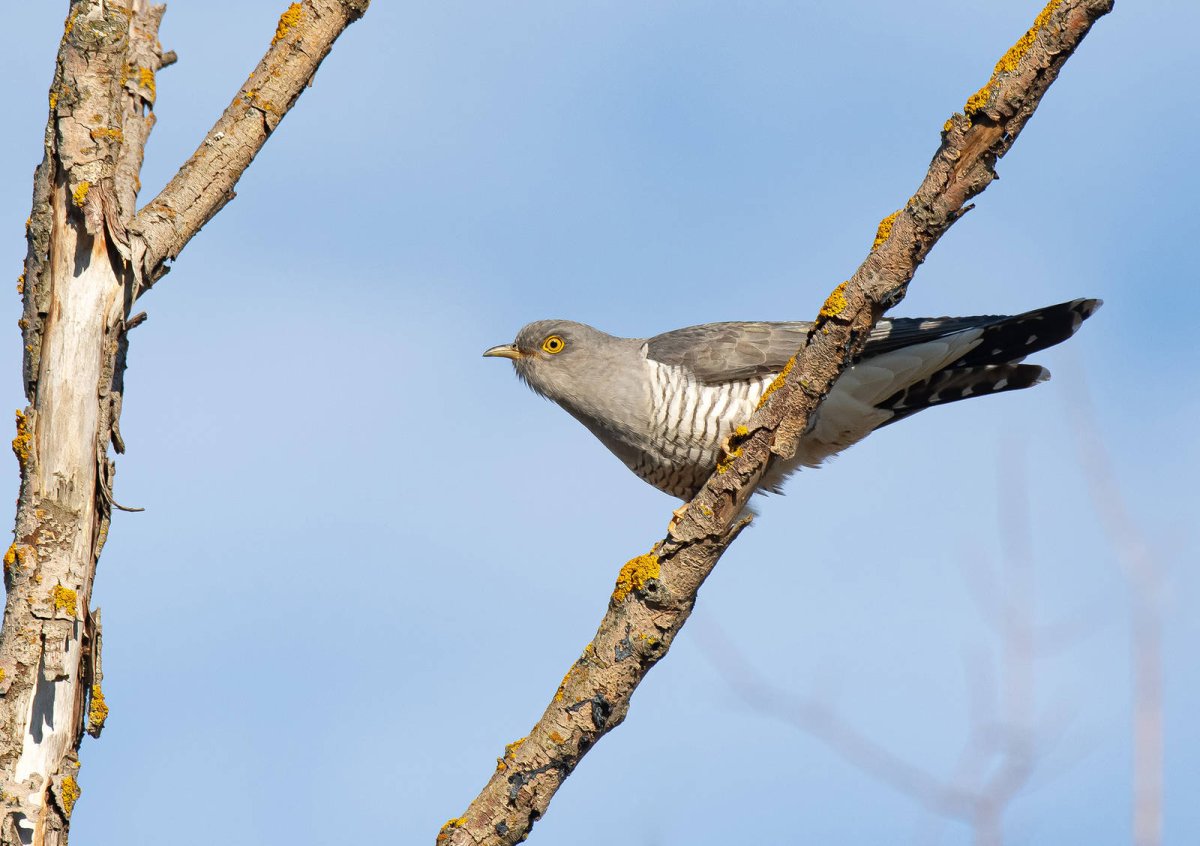 Обыкновенная Кукушка самец