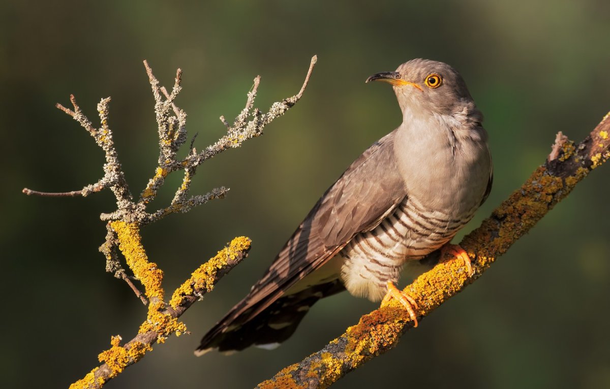 Кукушка смешная