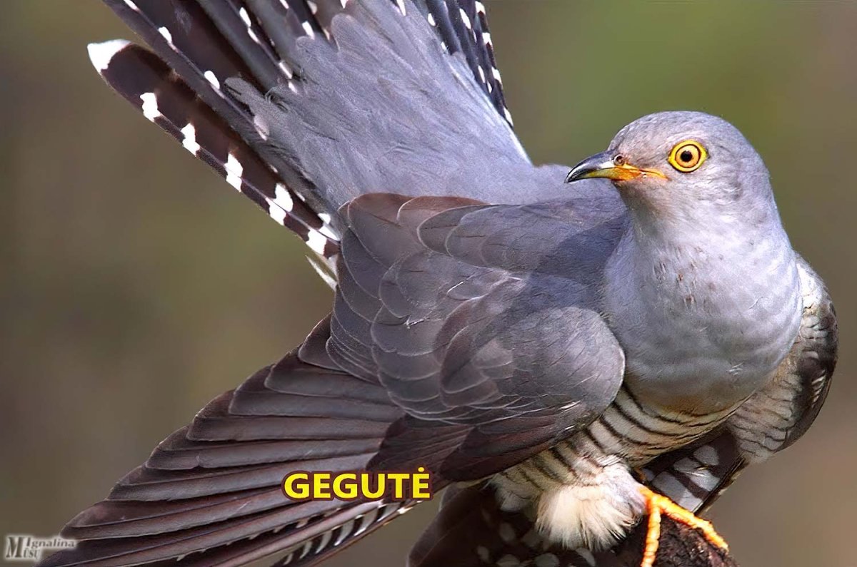 Кукушка Cuculus canorus