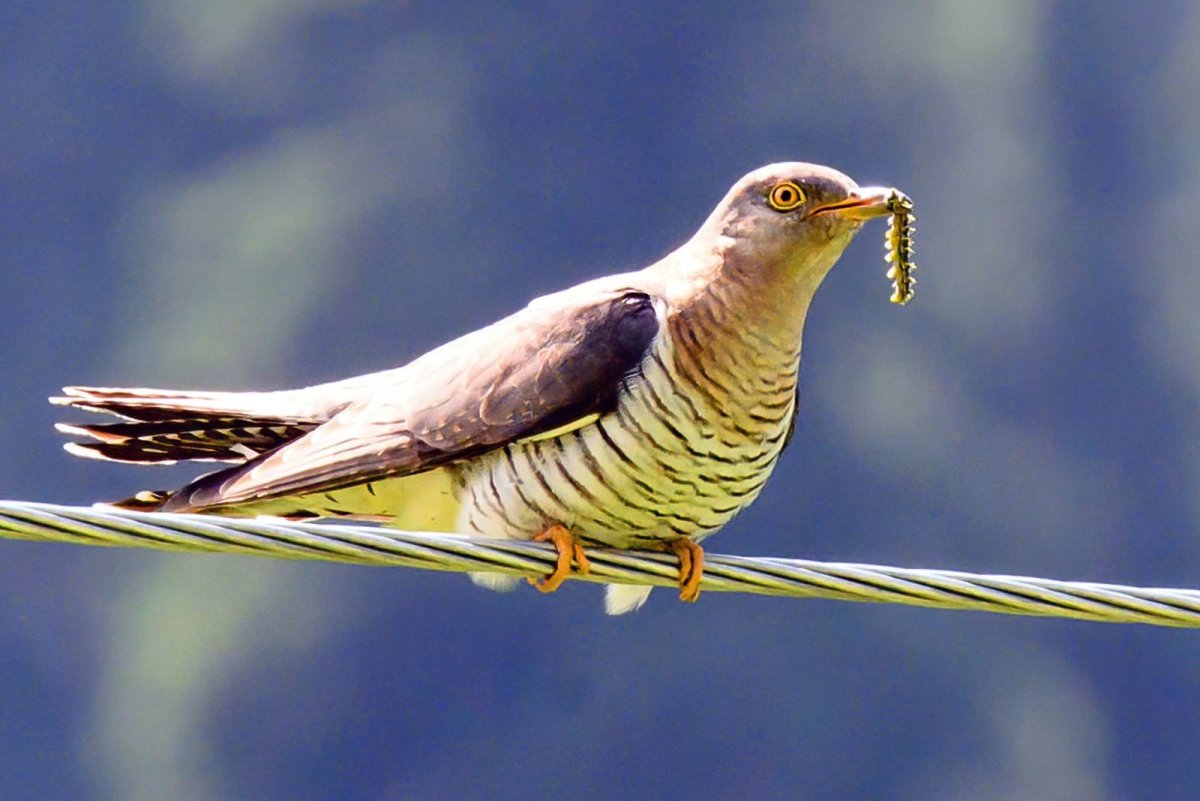 Лесные птицы Кукушка