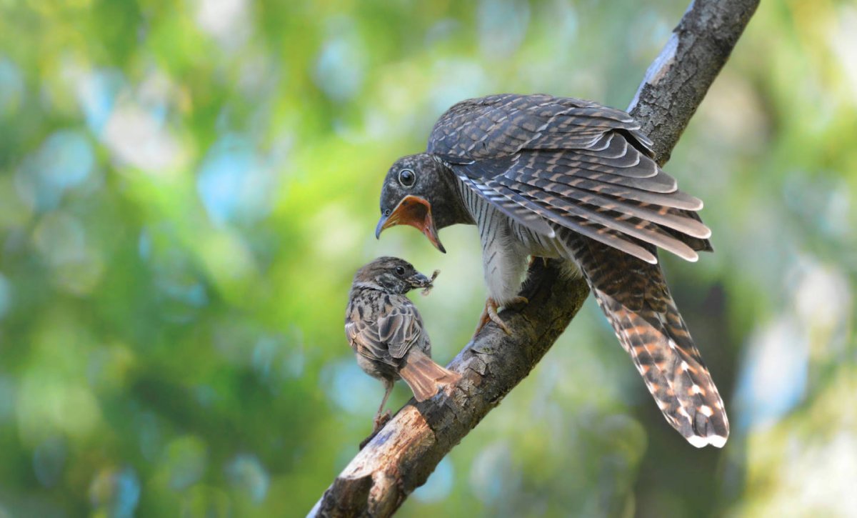 Обыкновенная Кукушка