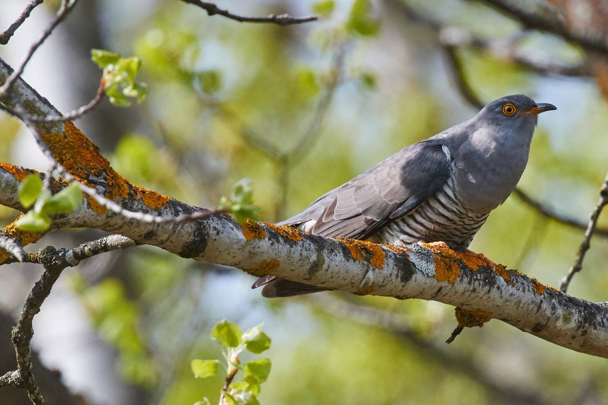Кукушонок фото