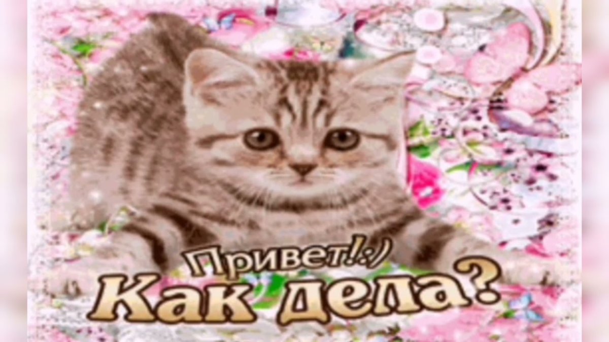 Привет как у тебя дела