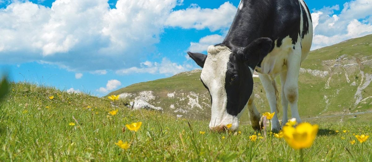 Луг с коровами