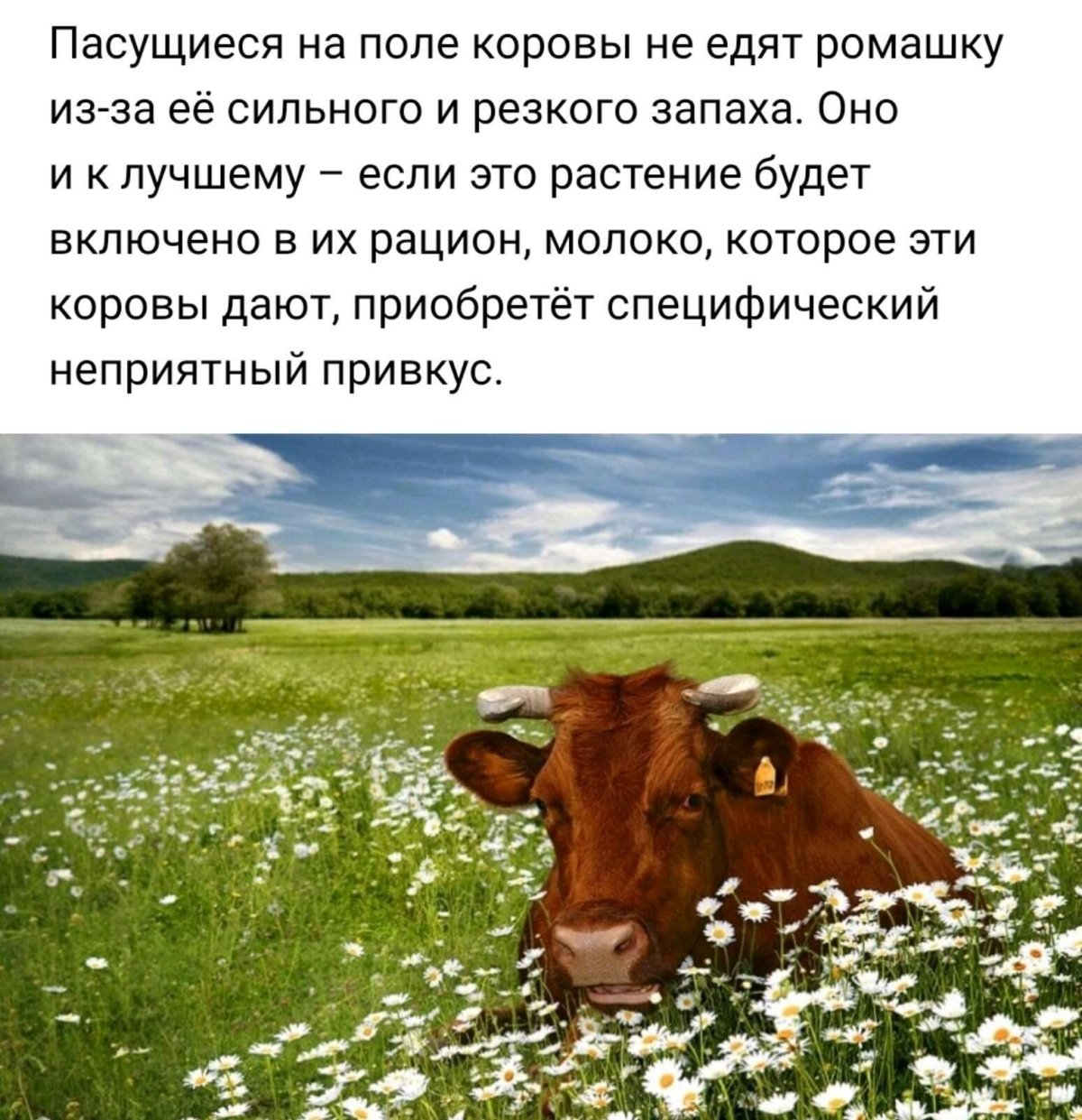 Коровы на лугу