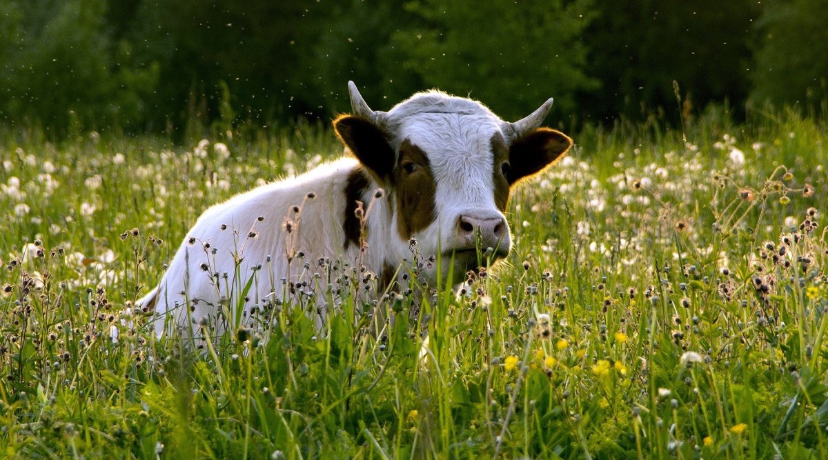 Луг с коровами