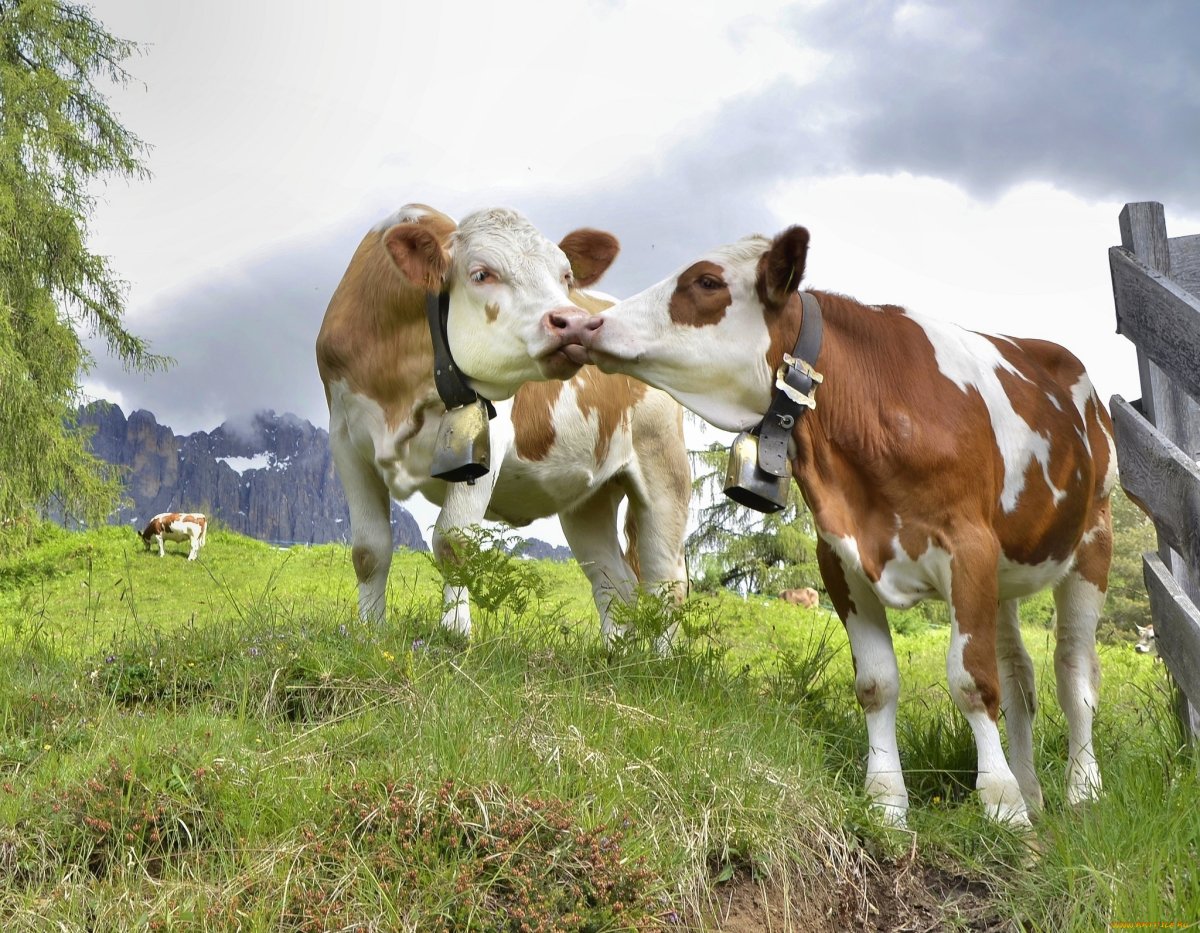 Коровы на лугу