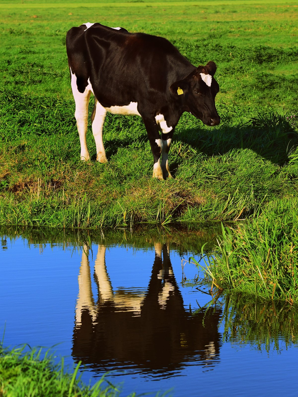 Коровы на зеленом поле