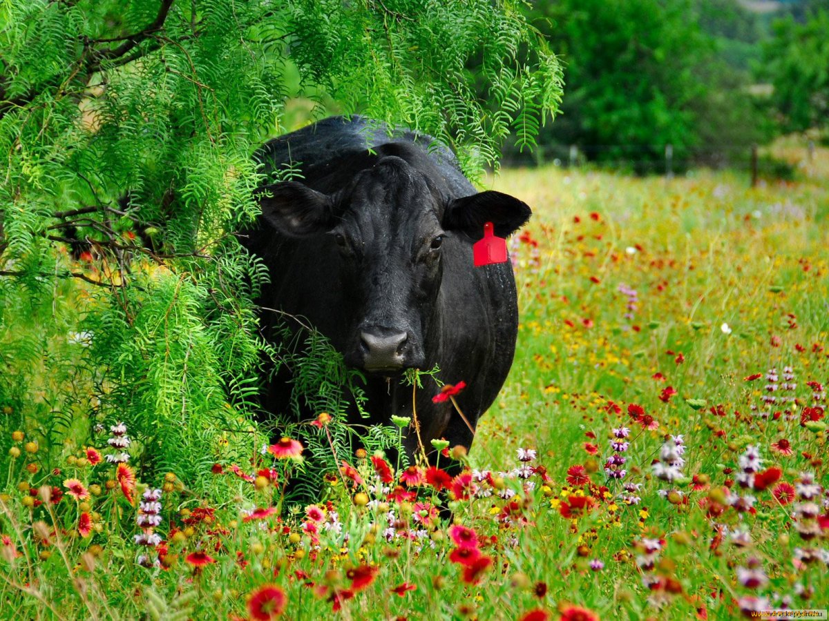 Красивая корова