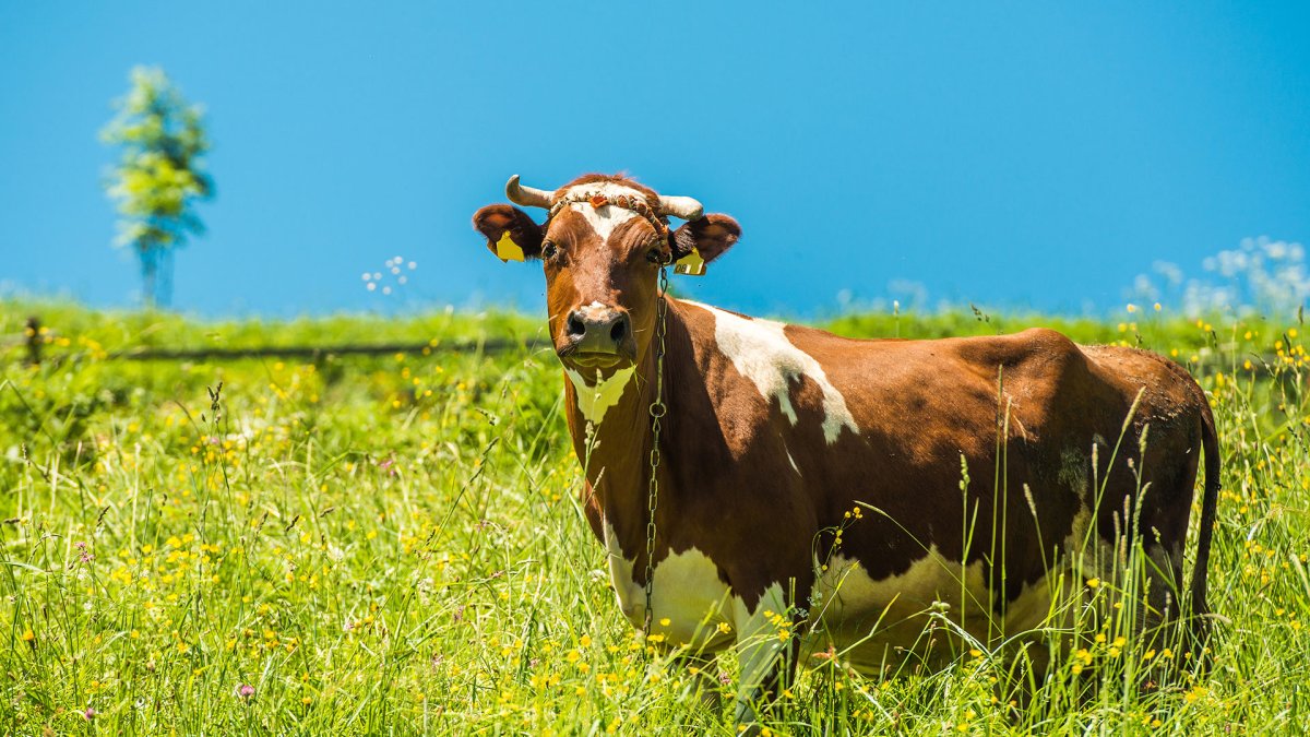 Коровки на лугу