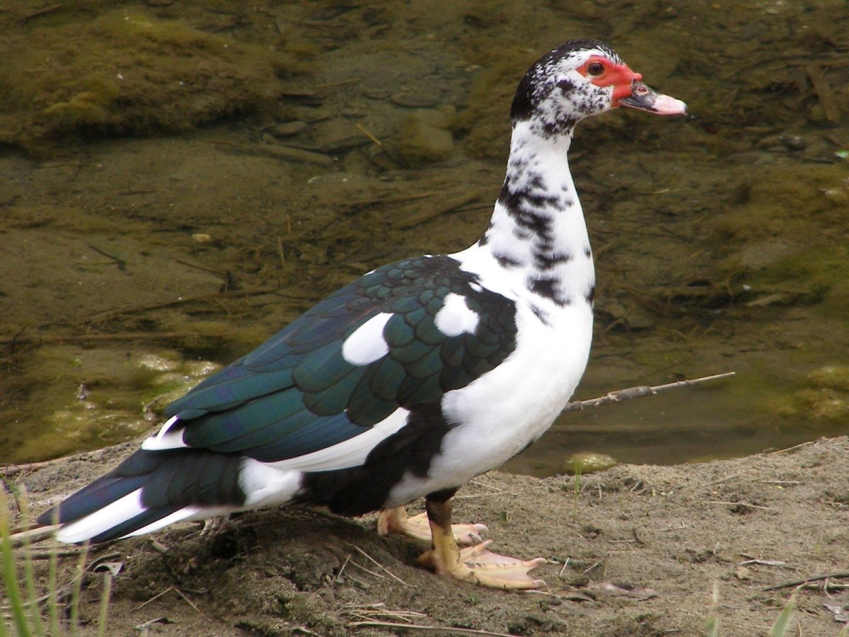 Мускусная утка селезень