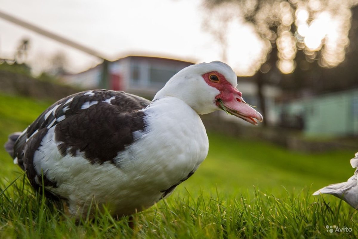 Индоутка мускусная