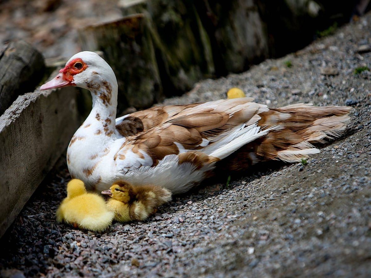 Индоутка мускусная