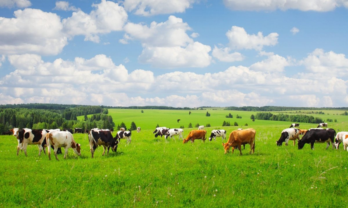 Коровы в поле