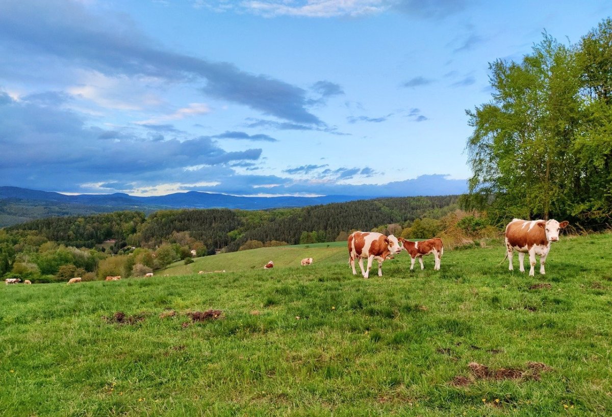 Коровы на лугу