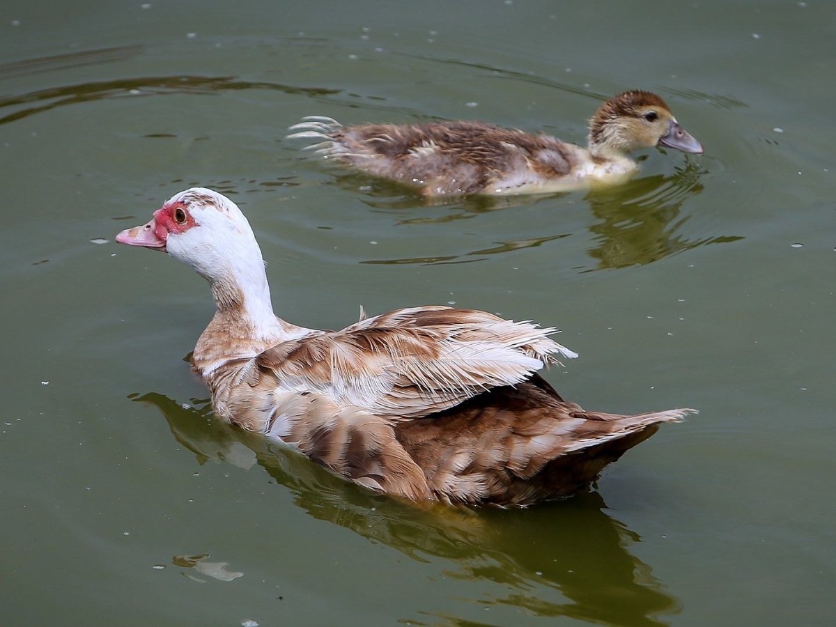 Американская мускусная утка