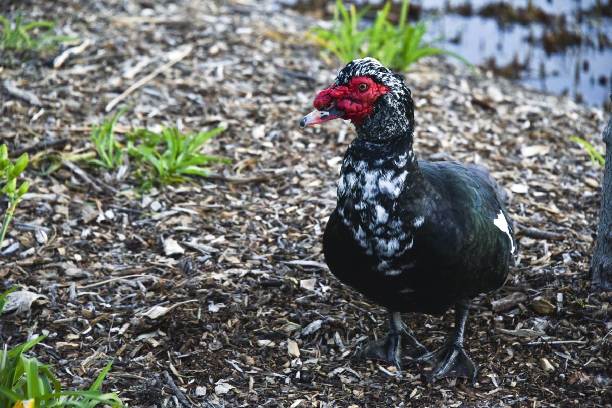 Дикая мускусная утка