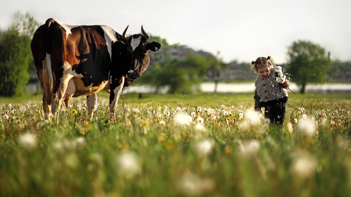 Красивая корова