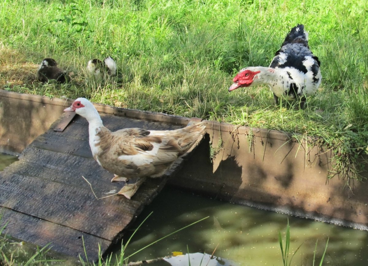 Индоутка взгляд